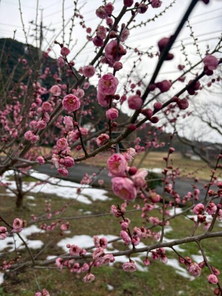 梅の花
