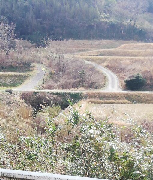 ふきのとう探し