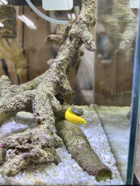 よめしまの水槽