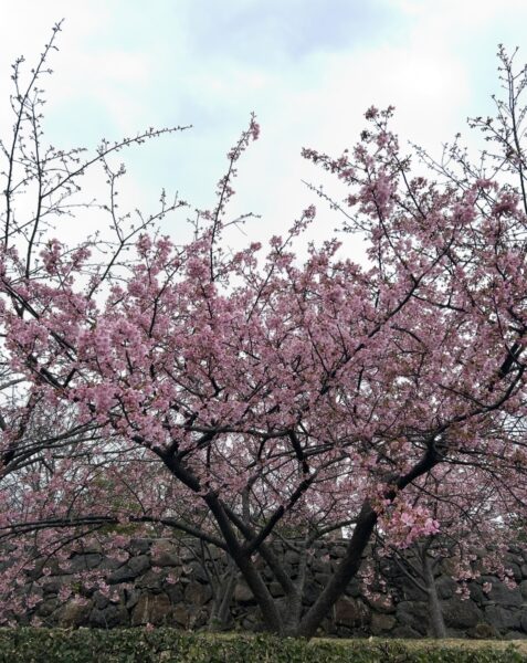 もうすぐ満開！